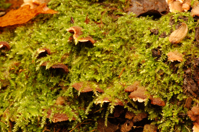 Steccherinum bourdotii